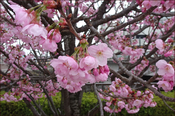 陽光桜