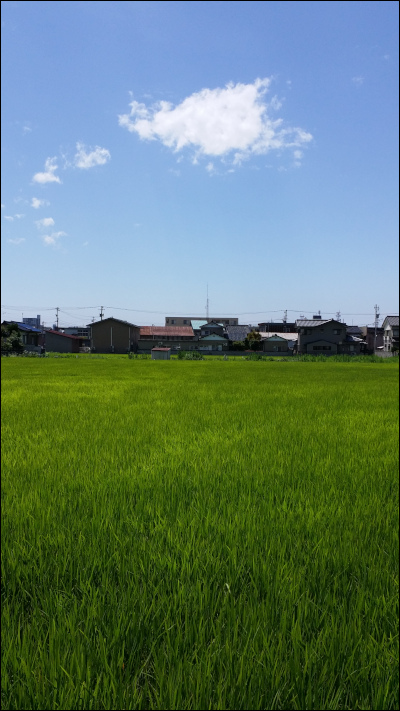 青空のもと育つ稲