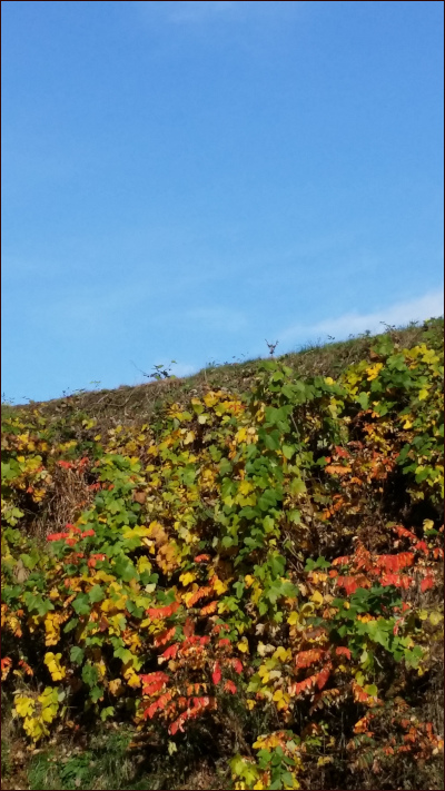 斜面の紅葉と青空