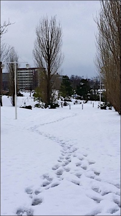 雪の積もった並木道