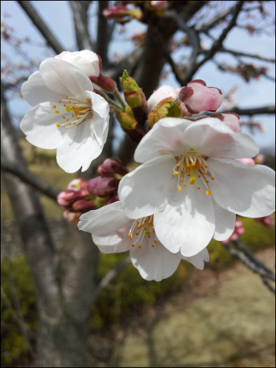 桜の花びらアップ
