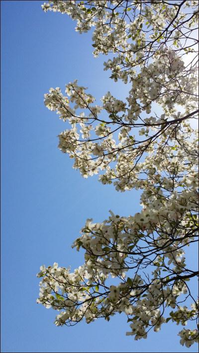 青空を背景に桜の花が枝にいっぱい