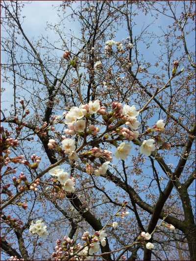 青空を背景に桜の花