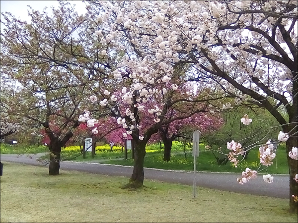 サトザクラ