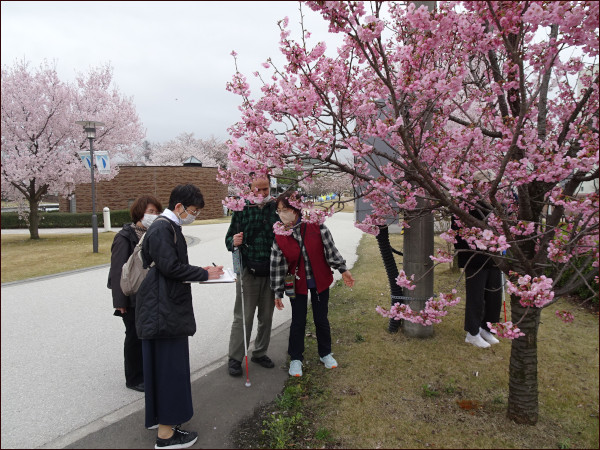 陽光桜を見る会員